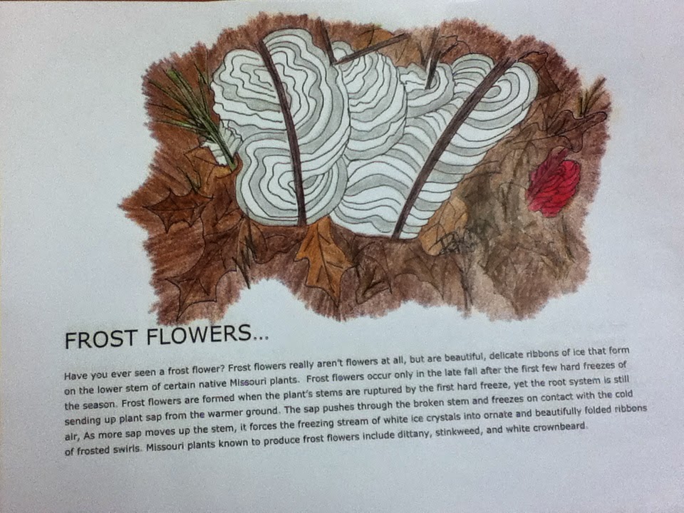 Life On The Tallgrass Prairie: Frost Flower Coloring Sheet